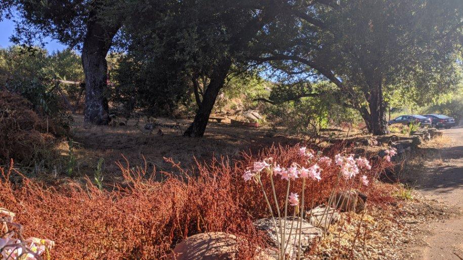 Red plants and pink flowers in the foreground with live oaks in the background